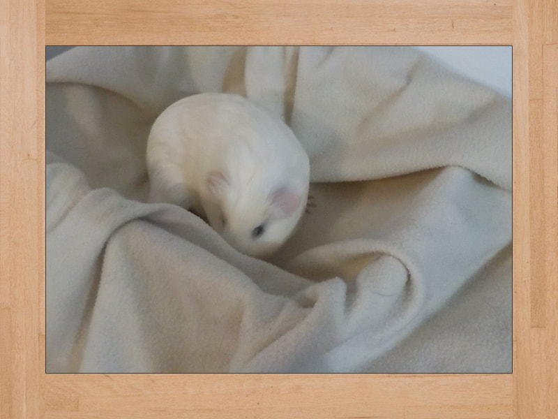 BB #3, cochon d'Inde — Octobre 2023