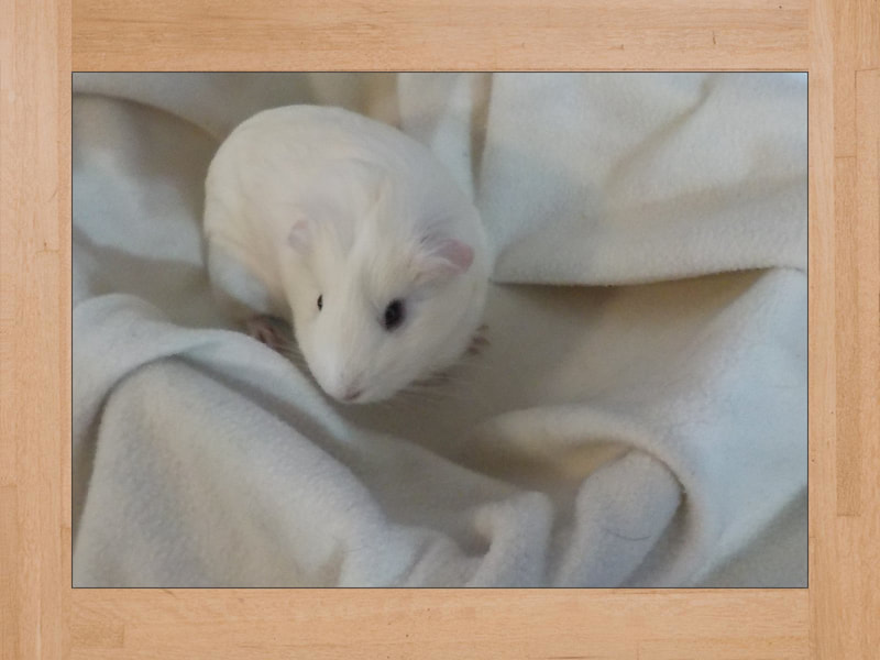 BB #3, cochon d'Inde — Octobre 2023 (2)