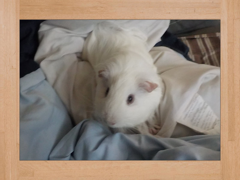 BB #3, cochon d'Inde — Juillet 2024