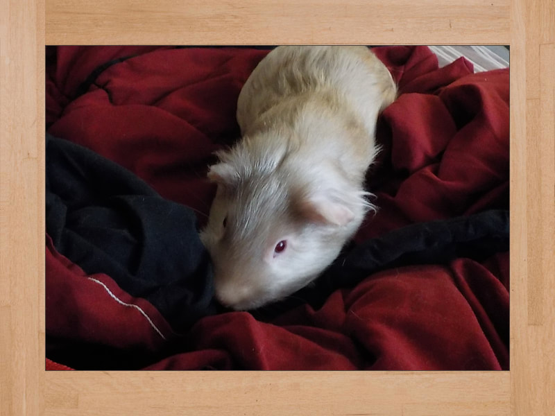 Bob, cochon d'Inde — Octobre 2024