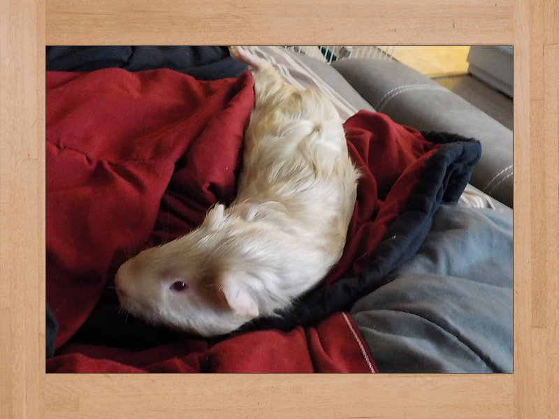 Bob, cochon d'Inde — Octobre 2024 (2)