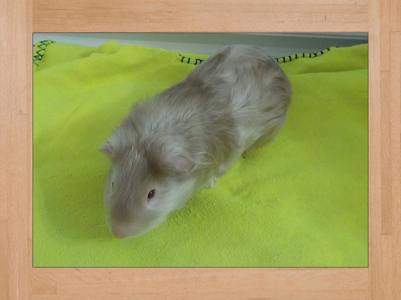 Bob, cochon d'Inde — Juillet 2024