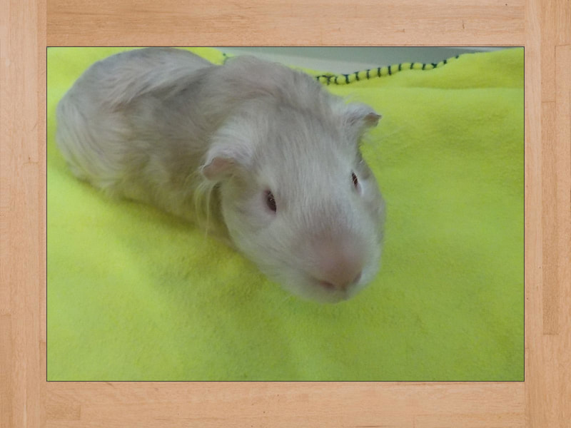 Bob, cochon d'Inde — Juillet 2024 (2)