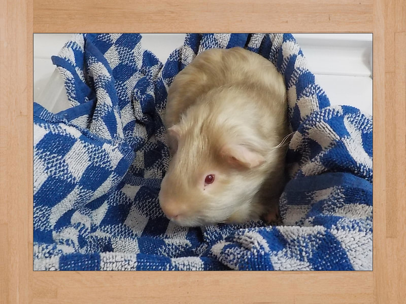 Bob, cochon d'Inde — Juin 2025