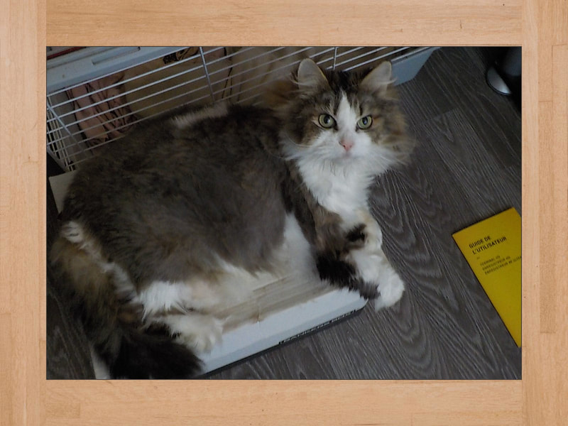 Ti-Coon, chat — Novembre 2024