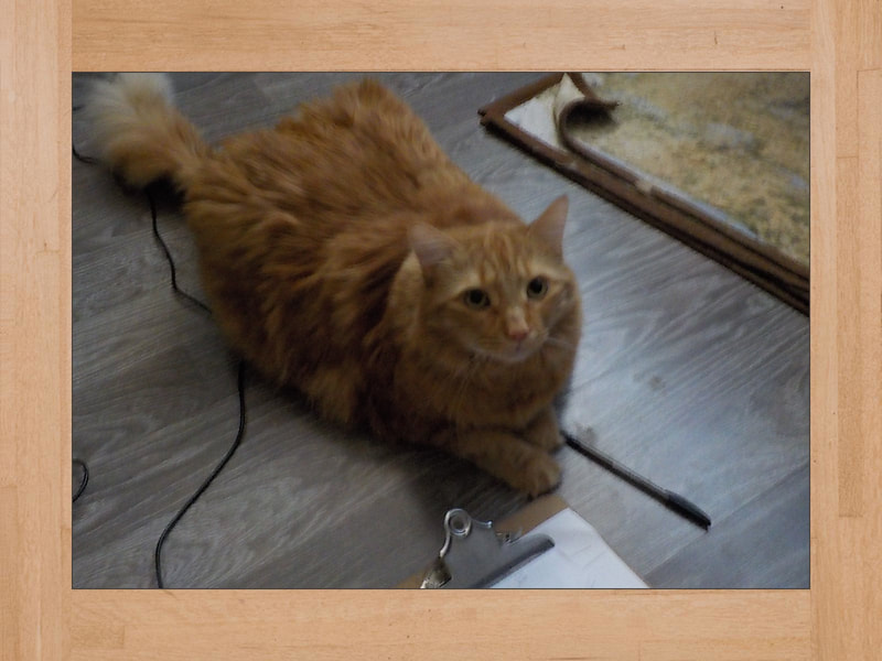 Gus, chat — Novembre 2024