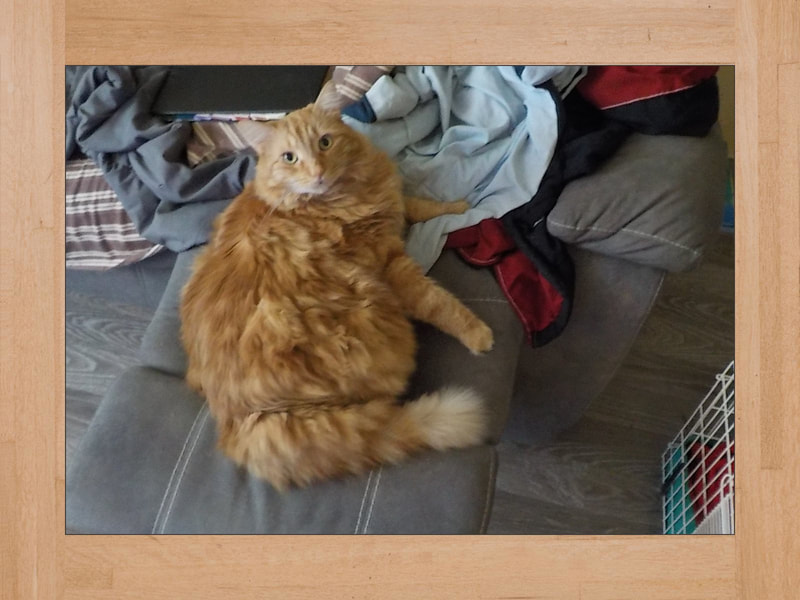 Gus, chat — Juillet 2025