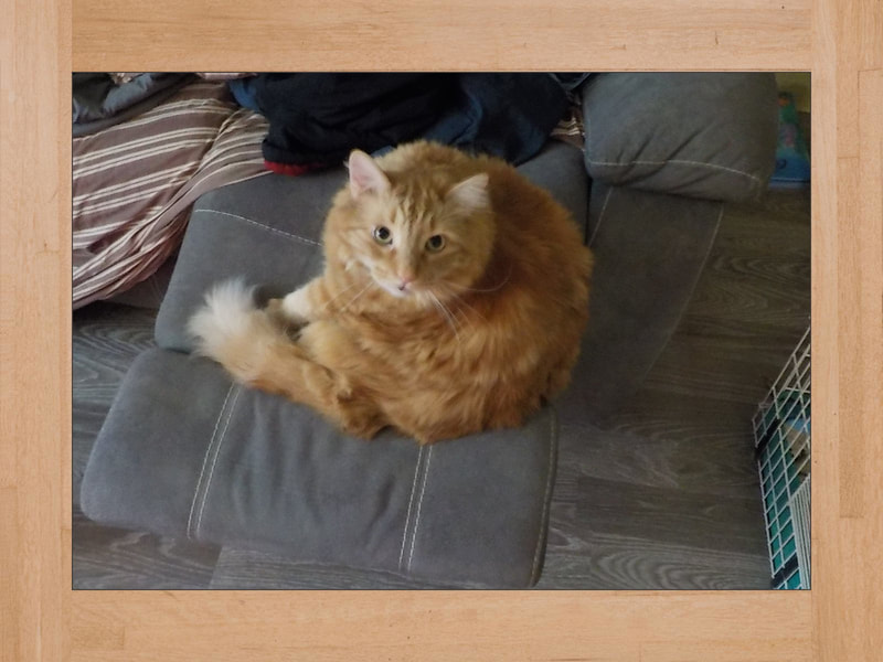 Gus, chat — Juin 2025