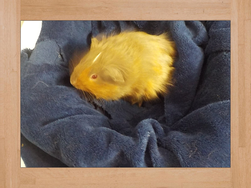 Joe La Carotte, cochon d'Inde — Novembre 2023