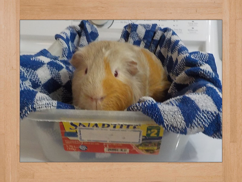 Joe La Carotte, cochon d'Inde — Juin 2025