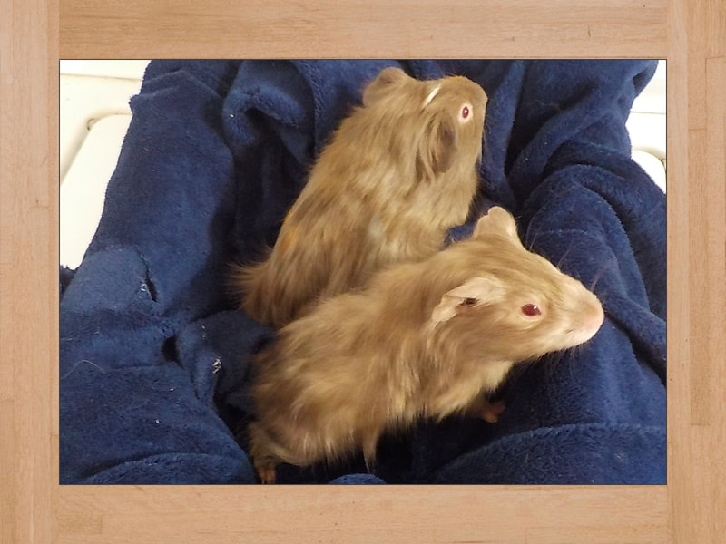 Bob et Joe La Carotte, cochons d'Inde — Novembre 2023