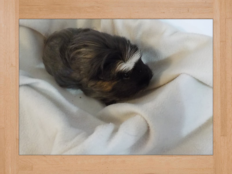 Lili, cochon d'Inde — Octobre 2023