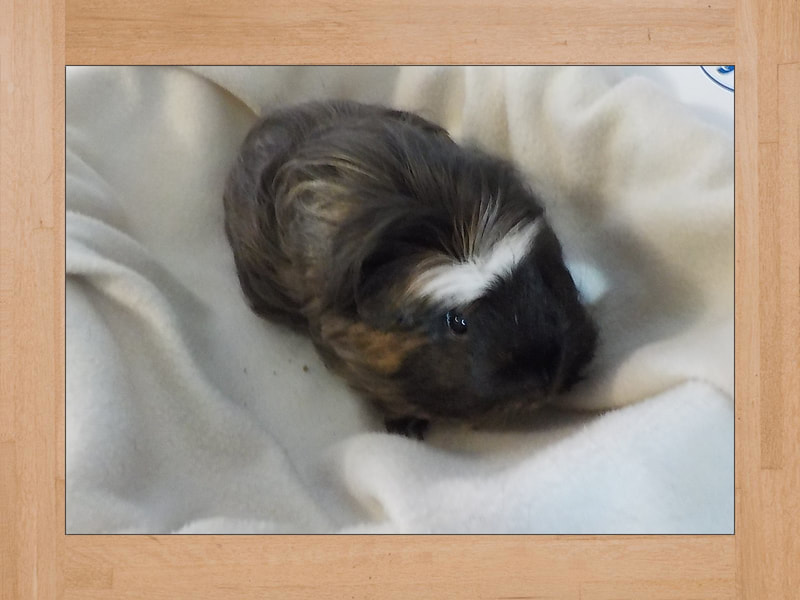 Lili, cochon d'Inde — Octobre 2023 (2)