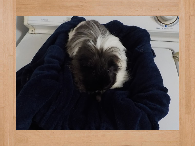 Link Jr, cochon d'Inde — Novembre 2023