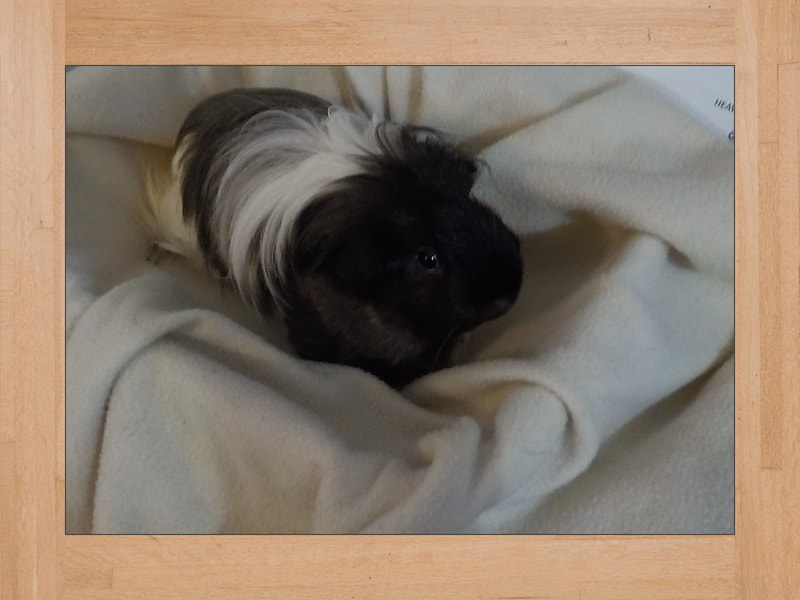 Link Jr, cochon d'Inde — Octobre 2023