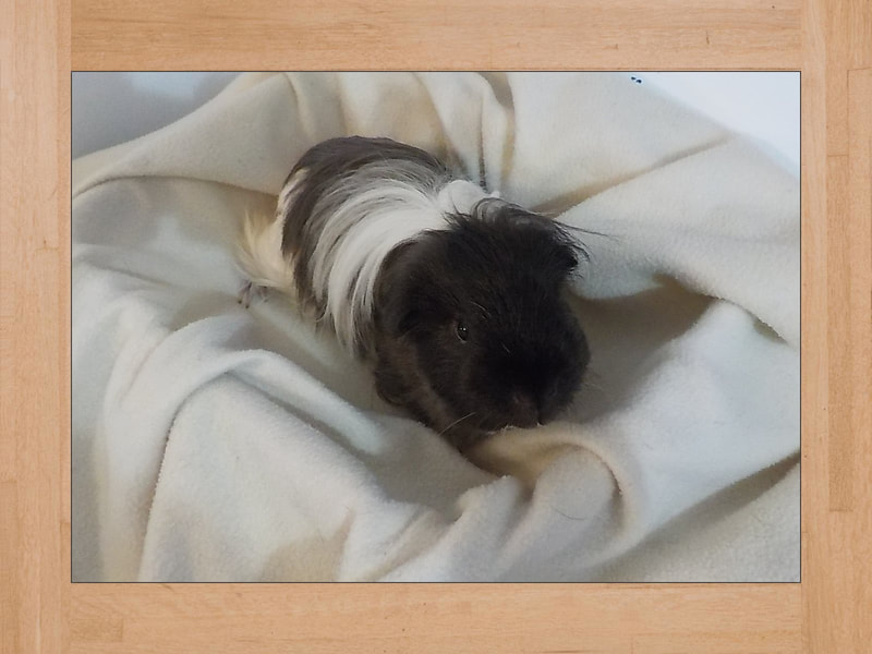 Link Jr, cochon d'Inde — Octobre 2023 (2)