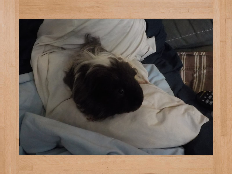 Link Jr, cochon d'Inde — Juillet 2024