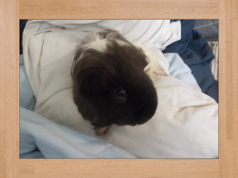 Link Jr, cochon d'Inde — Juillet 2024 (2)