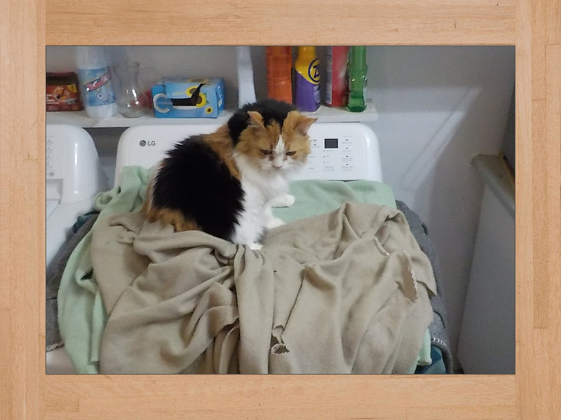 Michat, chat — Juillet 2025