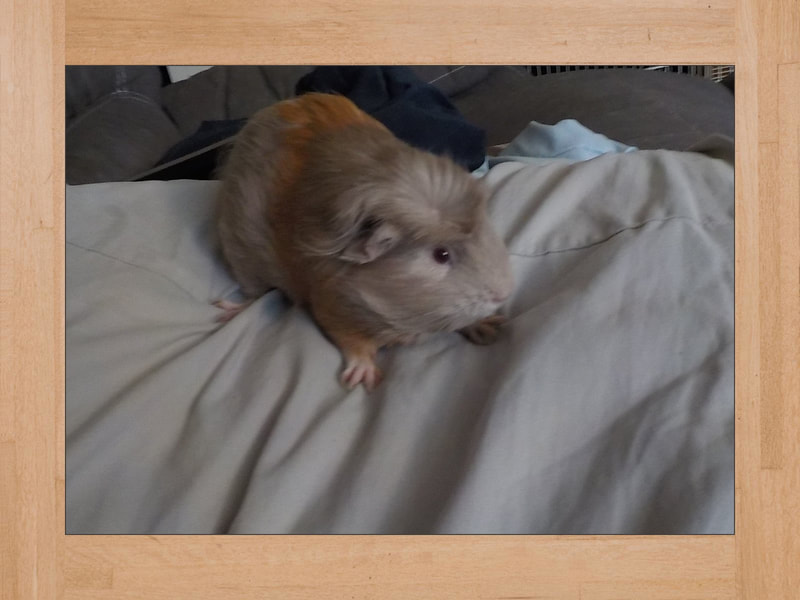 Shya, cochon d'Inde — Mai 2023