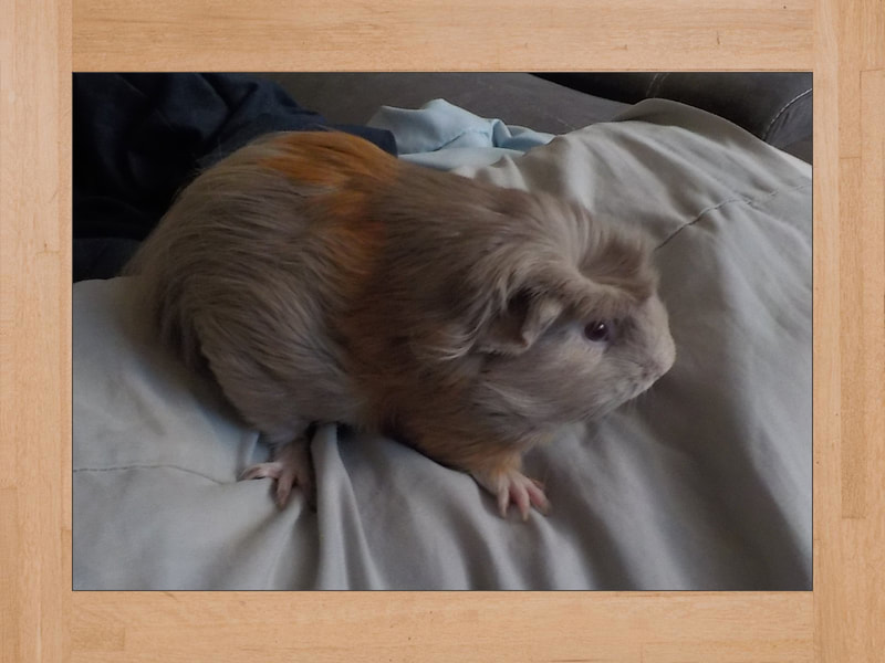 Shya, cochon d'Inde — Mai 2023 (2)