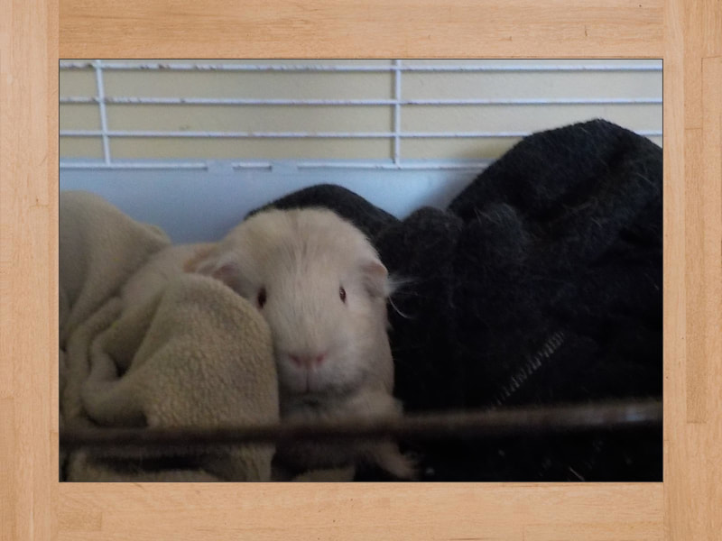 Shya, cochon d'Inde — Novembre 2024