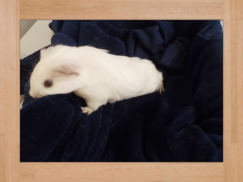 Snow, cochon d'Inde — Novembre 2023