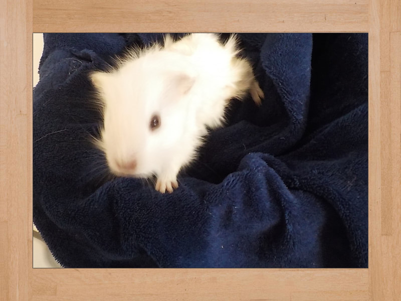 Snow, cochon d'Inde — Novembre 2023 (2)