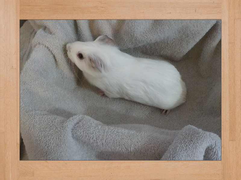 Snow, cochon d'Inde — Juillet 2024