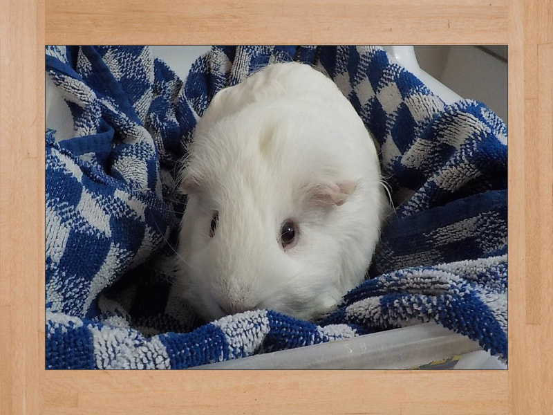 Snow, cochon d'Inde — Juin 2025