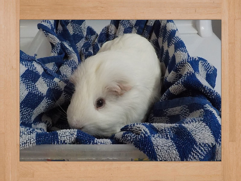 Snow, cochon d'Inde — Juin 2025 (2)