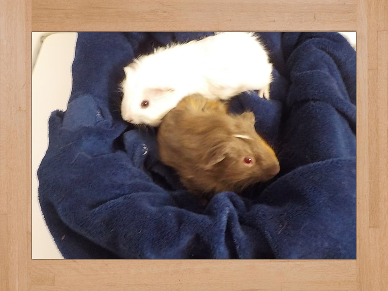 Snow et Joe La Carotte, cochons d'Inde — Novembre 2023